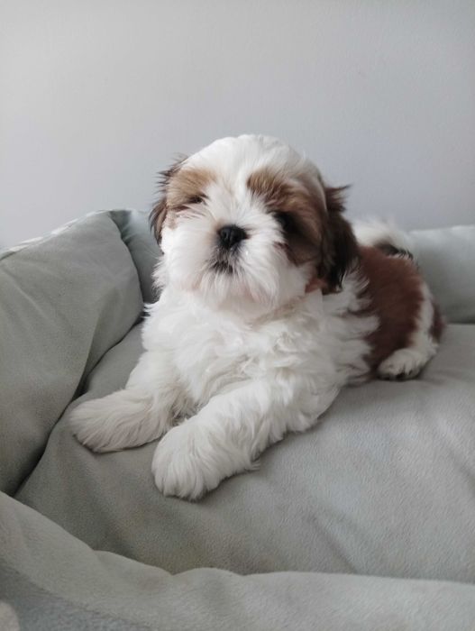 Piękny piesek shih tzu z wielopokoleniowym rodowodem