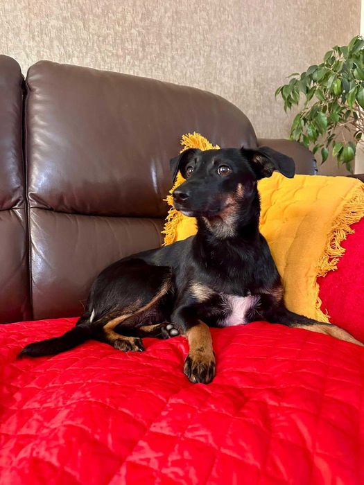 Do adopcji - młodziutka Tami!