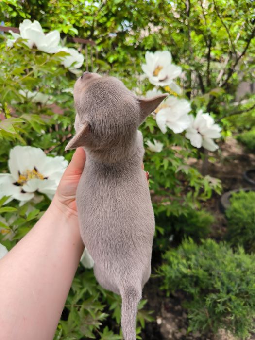 Хлопчик красунчик чихуахуа