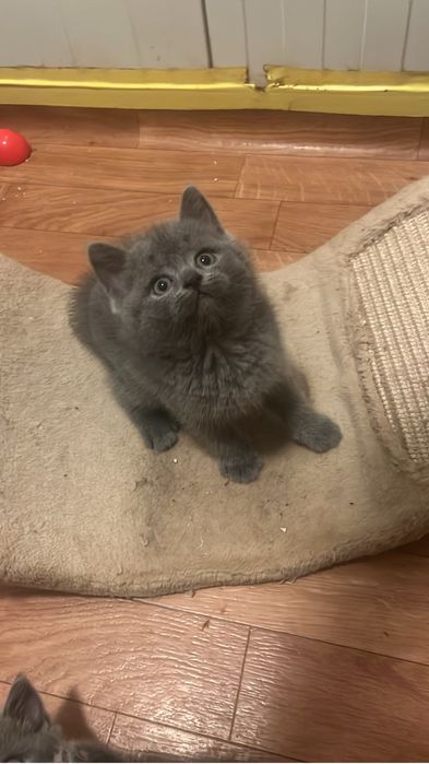 Scottish straight shorthair