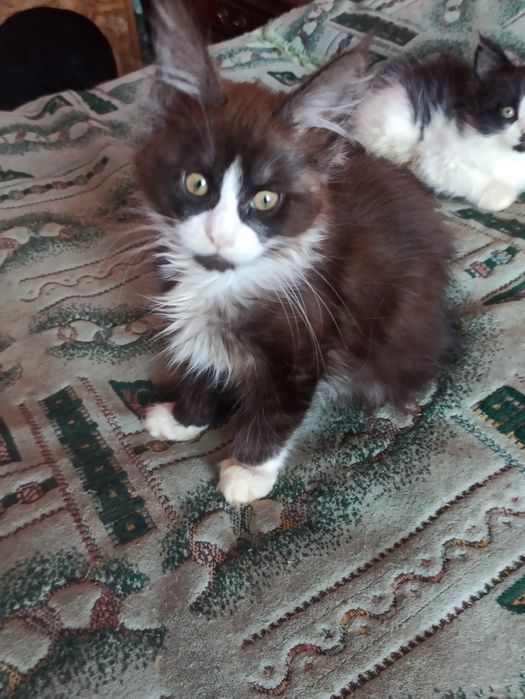 Ми із розплідника.Нам три міс.