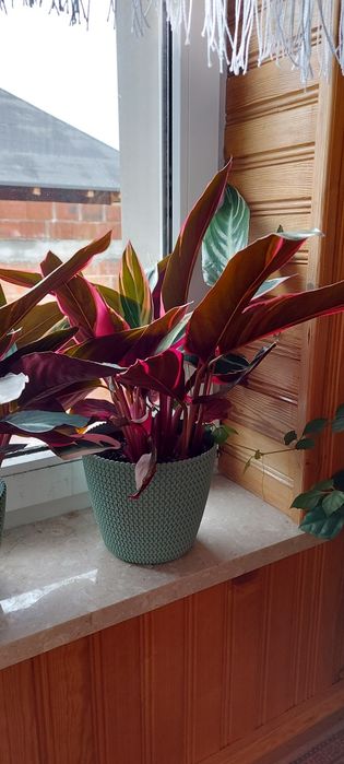 Zaproponuj swoja cene Kwiaty doniczkowe - STROMANTHE TRIOSTAR