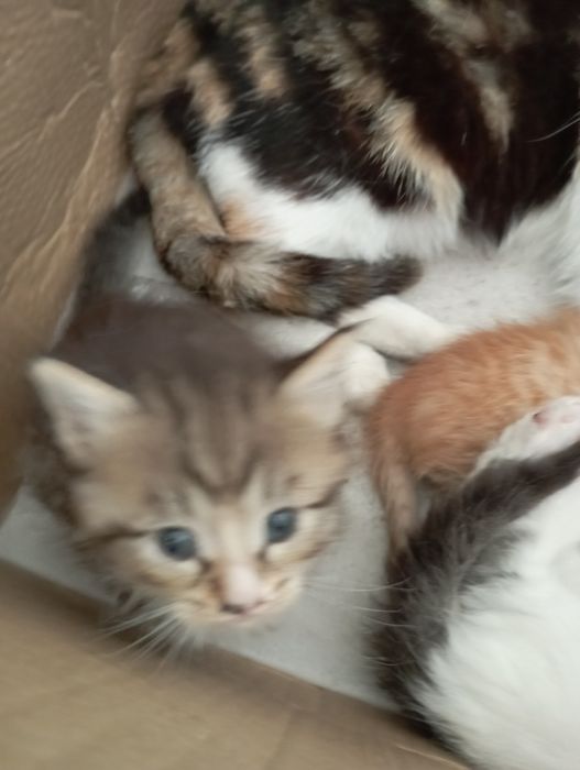 Віддам котеня безкоштовно