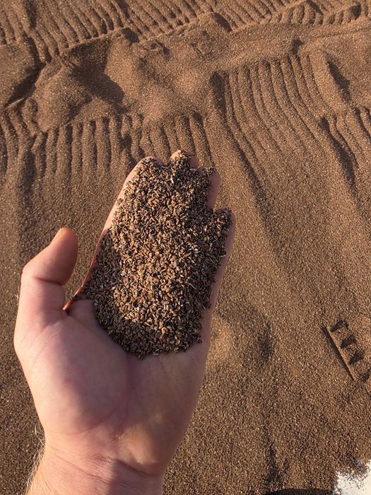 Facelia błękitna dla pszczół