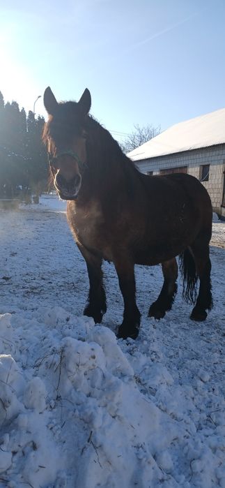 Sprzedam klacz zrebno