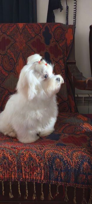 Мальтійська болонка КСУ  дівчинка