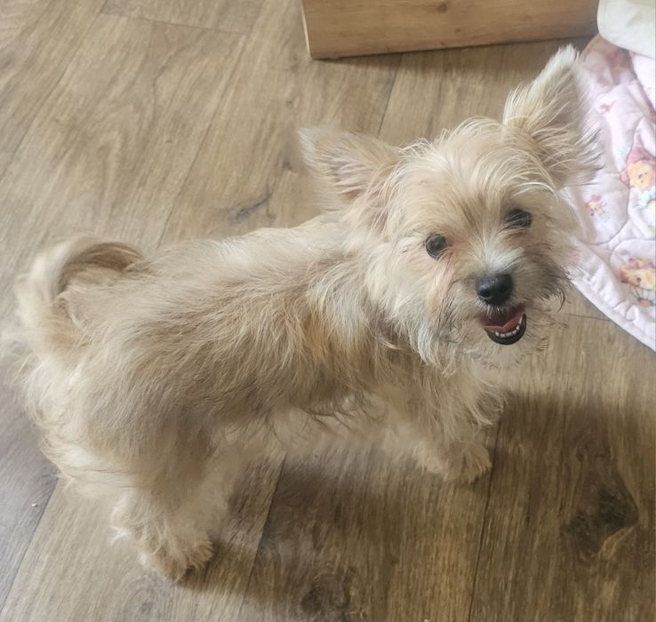 Yoreczka - Mała cudowna piękność