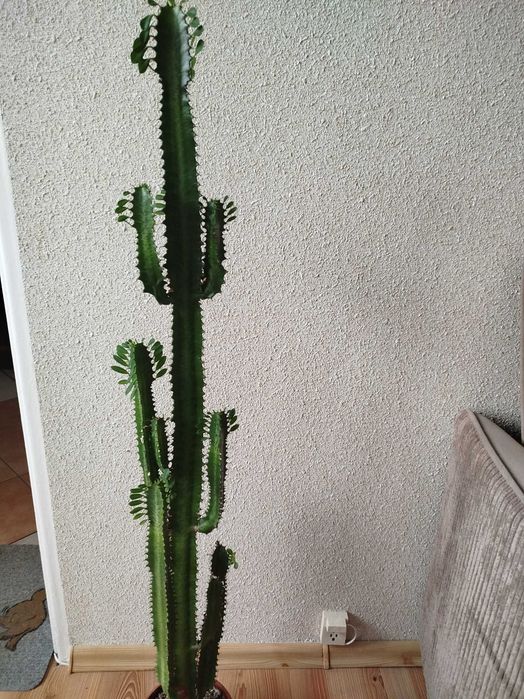 Wilczomlecz kaktus 115 cm