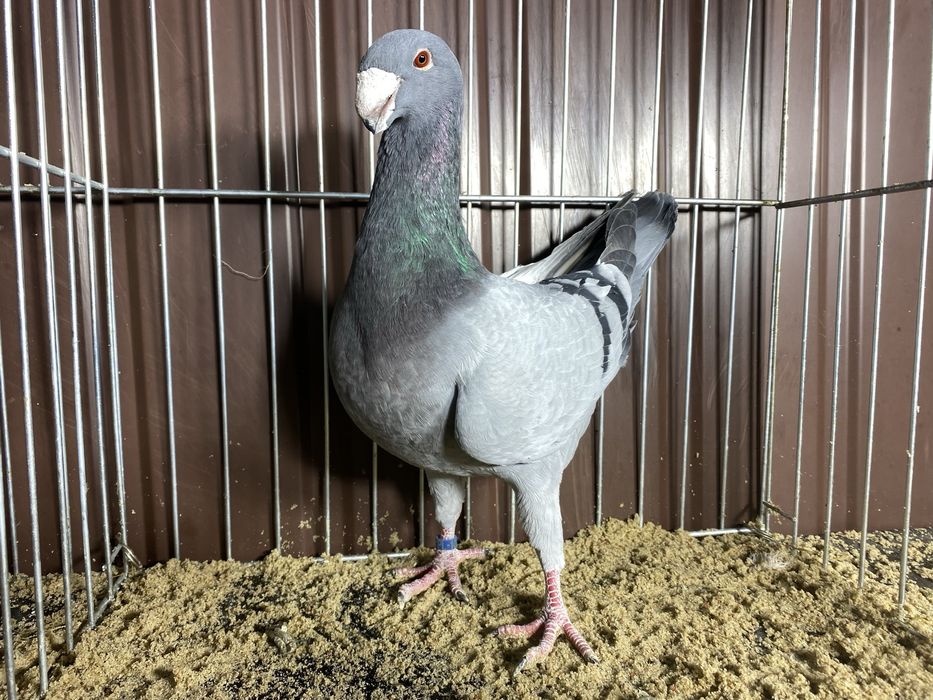 Niemiecki wystawowy samiec niebieski