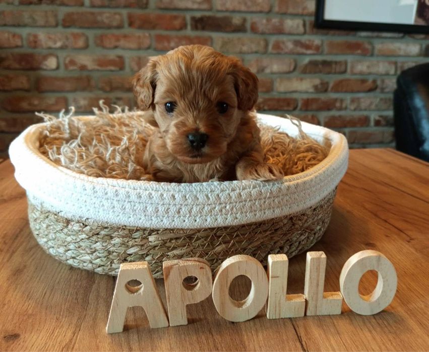 Доставка по усій країні Мальтипу міні,Мальтипу ф1 Мальтипу ф2 Мальтіпу