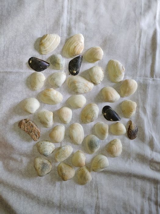 Продам ракушки морские для подделок и декора аквариума