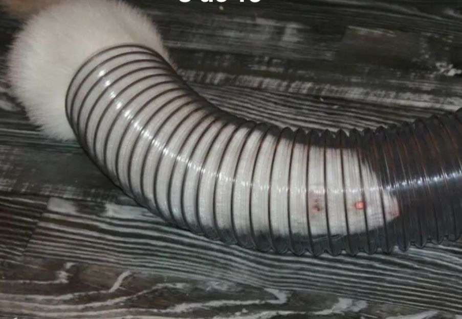 Tubo para furões