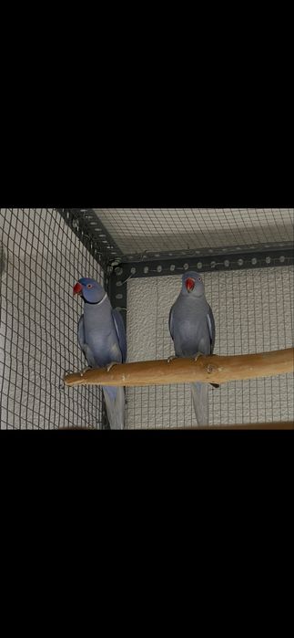 Ring necks violeta