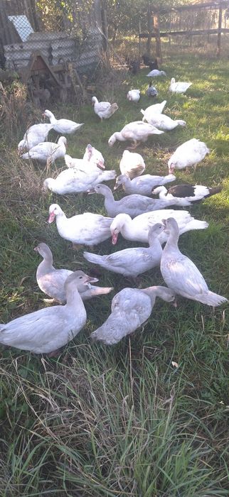 Індокачки Німецької важкої лінії, інкубаційні яйця