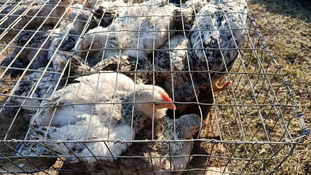 Підрощені курчата