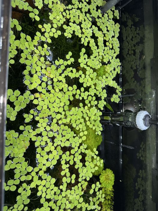 Planta Aquática-Salvinia Minima