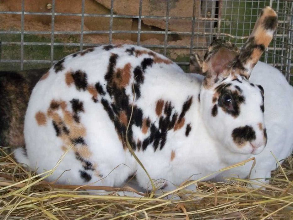 Króliki rex trójbarwny