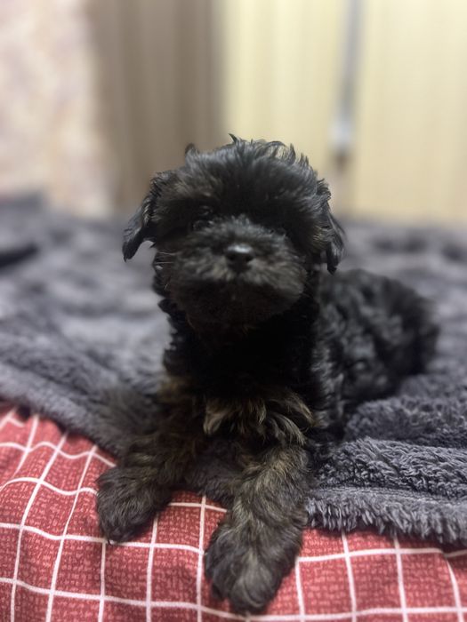 Чудові дітки йоркіпу готові до продажу