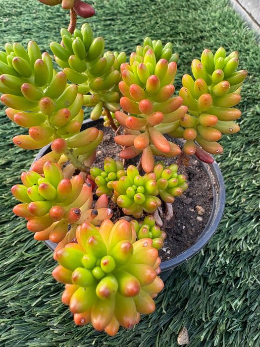 Suculentas  Sedum Rubrotinctum (Jelly Bean) e Sedum rubrotinctum Aurora Variegata preço 1€