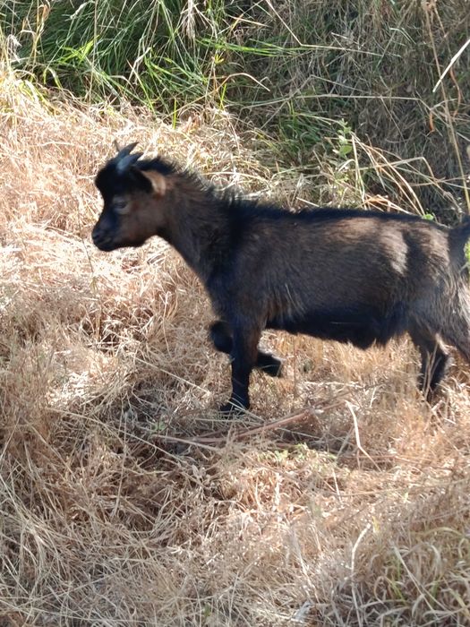 Cabrito anão macho
