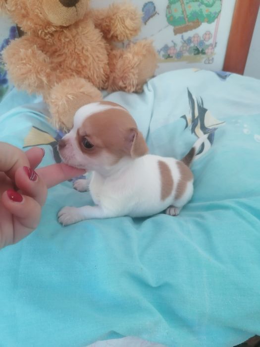 Chihuahua linhagem mini