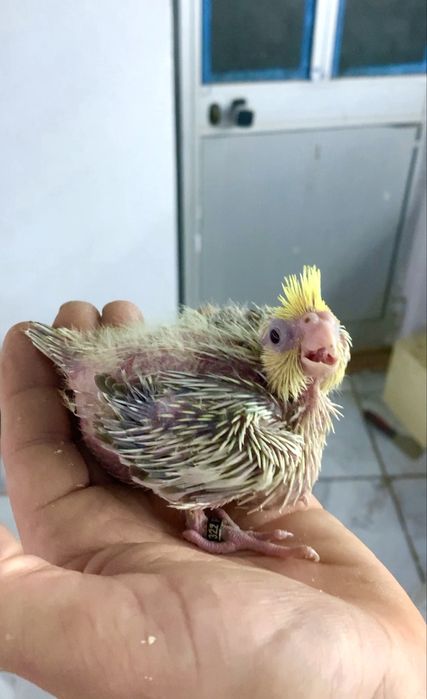 Caturrinha para acabar de criar a papa