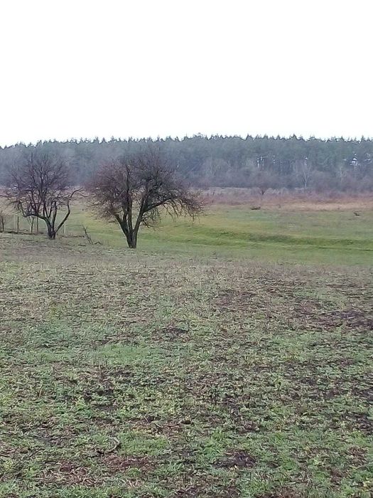 Продам 30 сот в Могилеве Днепропетровской области