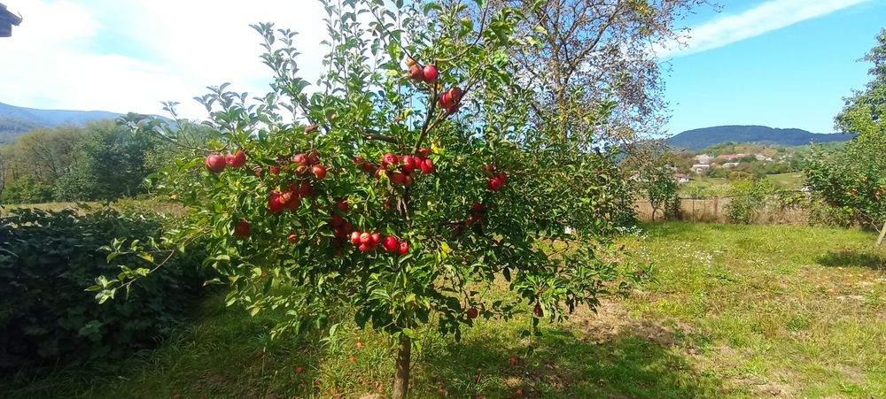 Ціну знижено! Продамо будинок та 25 соток Голубине на пагорбі