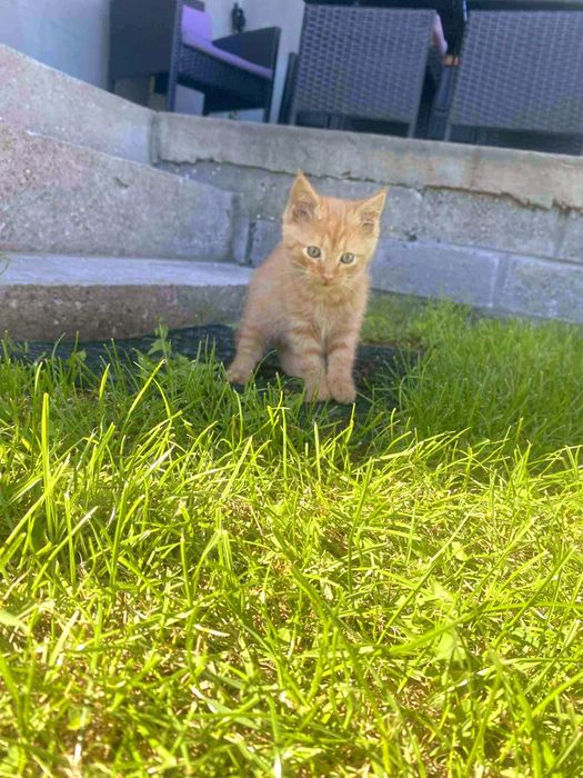 Rudy kocurek 2 miesięczny, adopcja.