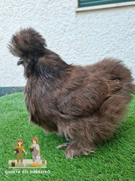 Sedosa do japão CASAL