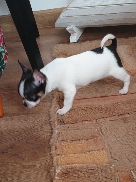 Chihuahua  chłopczyk  Dolar