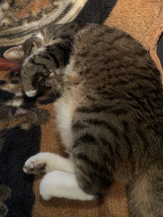 hotel dla psów domowy