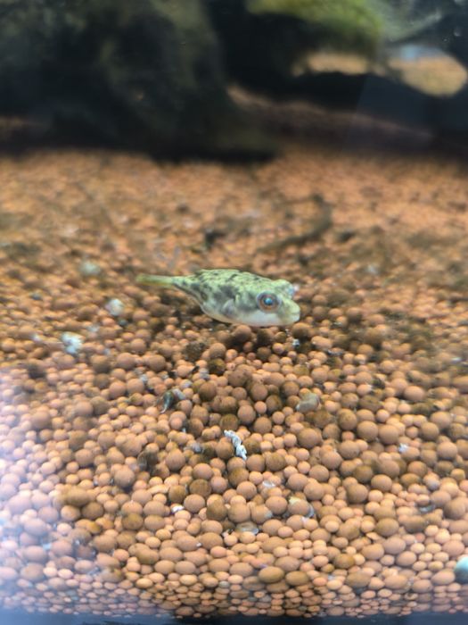 Peixe Balão Fahaka (Tetraodon Lineatus)