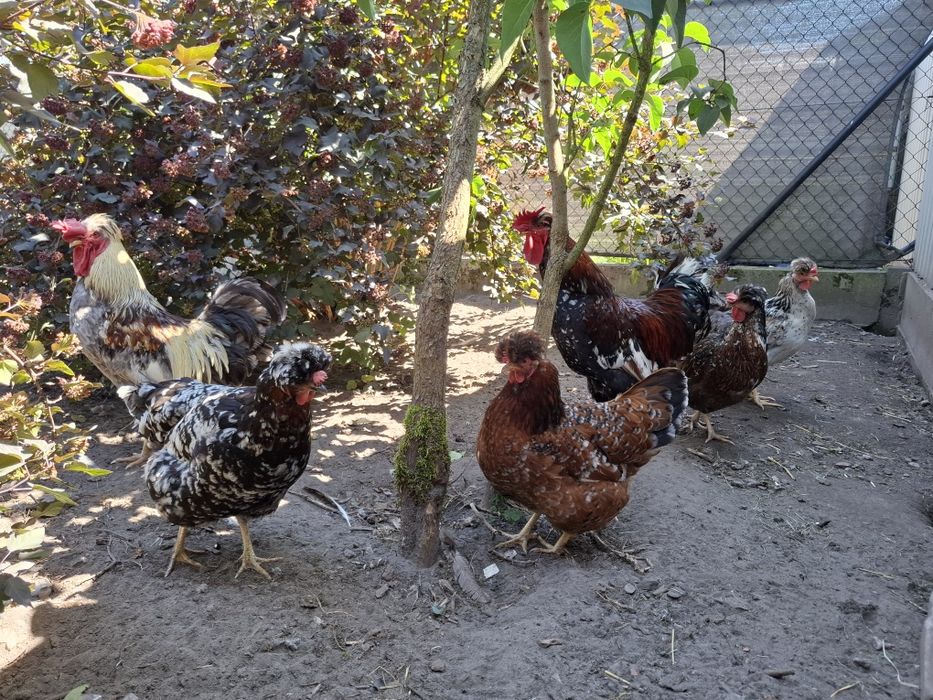 Czubatka staropolska jaja lęgowe / czubatki jajka kury koguty kurki