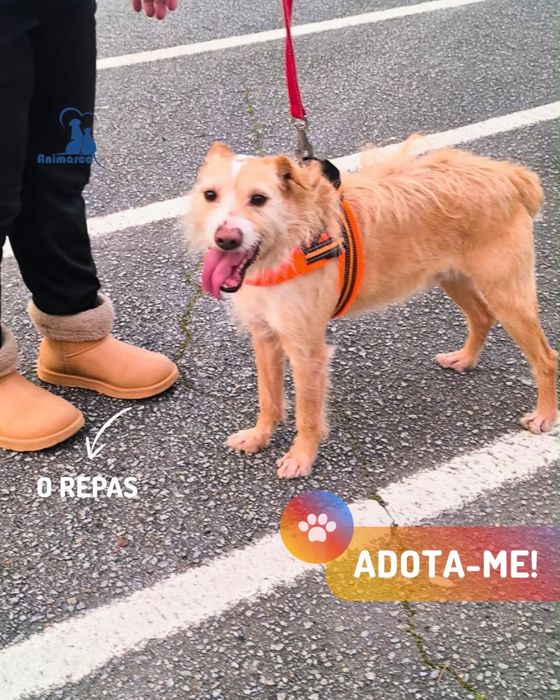 Repas - cão jovem activo para adoção