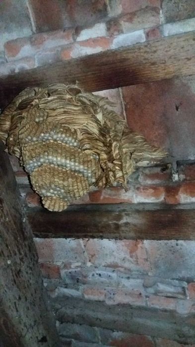 Szerszenie osy usuwanie