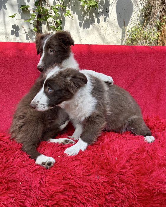 Border collie-suczka