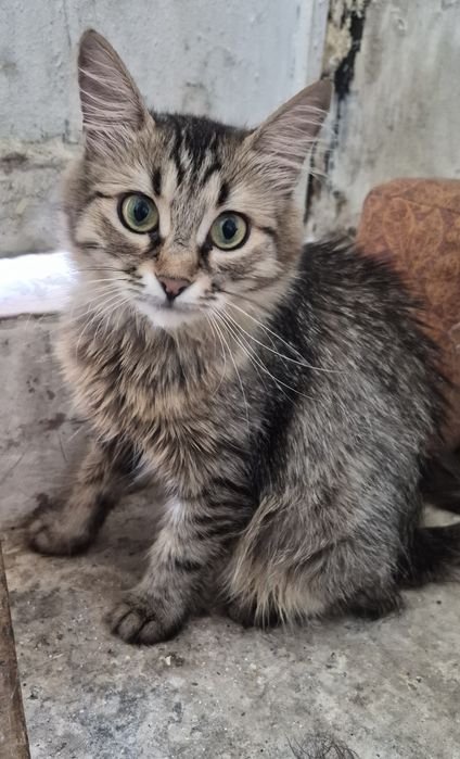 Отдам котят бесплатно