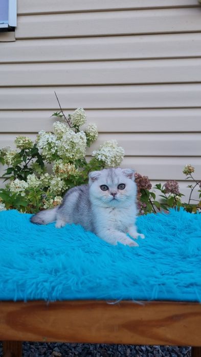 шотландские котята