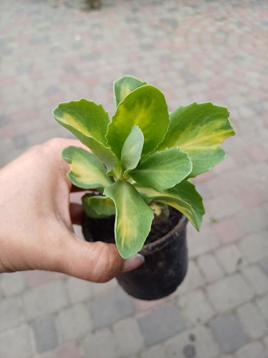 Седум варієгатний