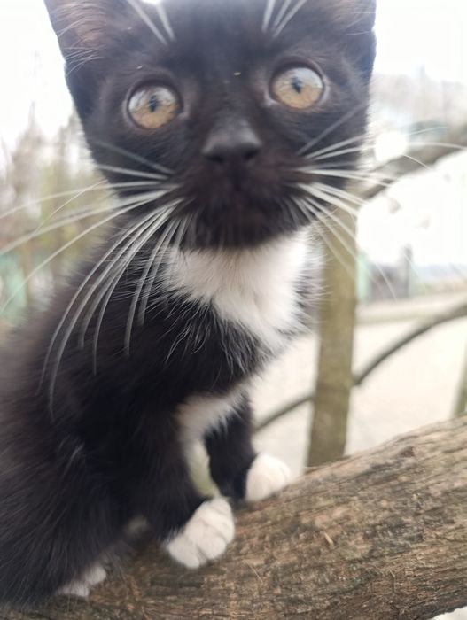 Кошенята шукають сім'ю