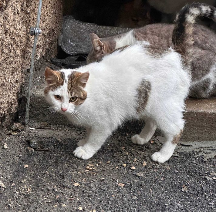 Отдам котят в хорошие руки