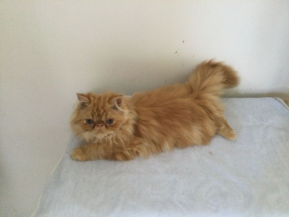 Gatina persa puro muito Linda
