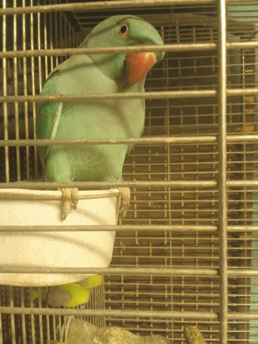 Alekdandretta obrożna niebieska