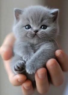 Котик Британец 3.5 месяца