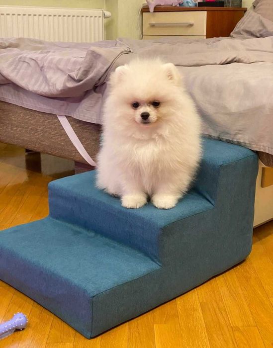 Сходи для песиків