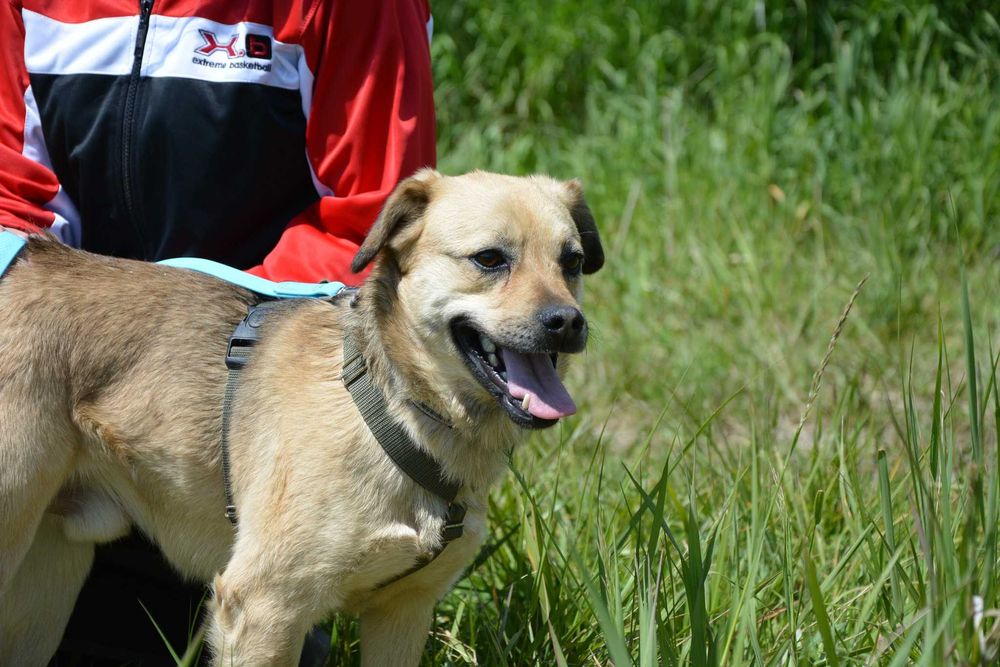 Buck – pies, który najbardziej na świecie pragnie bliskości