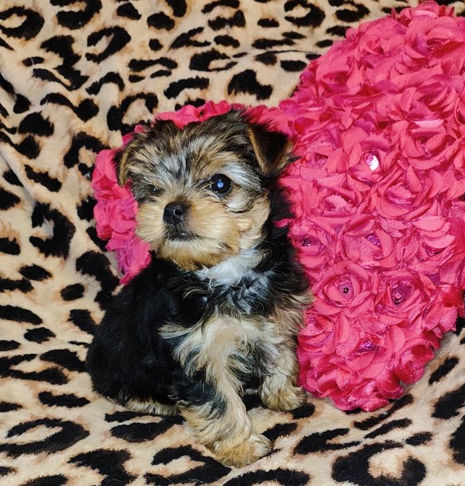 Цуценята йоркширського тер’єра - Подарунок на 8 березня