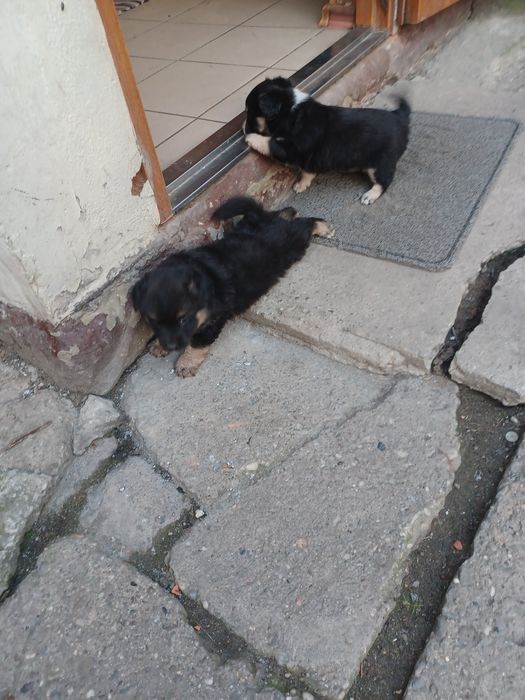 Niemiecki /border collie szczeniaczki
