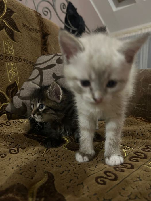 Отдам котят бесплатно